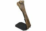 34" Hadrosaur (Edmontosaurus) Tibia With Metal Stand - Wyoming - #129428-2